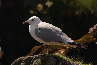 Common Gull, Inchcailloch-Loch Lomond, Clyde