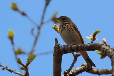 Tree Pipit, Inchcailloch-Loch Lomond, Clyde