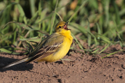 Yellow Wagtail, Fife