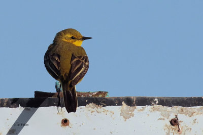 Yellow Wagtail, Fife