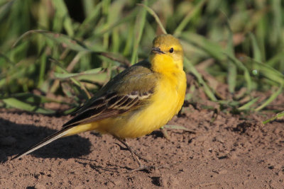 Yellow Wagtail, Fife