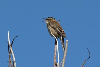 Sedge Warbler, Fife Ness