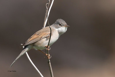 Common Whitethroat, Fife Ness