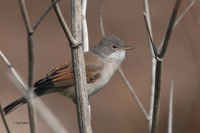 Common Whitethroat, Fife Ness