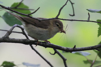 Willow Warbler, Ross Wood-Loch Lomond, Clyde