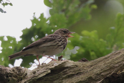 Tree Pipit, Ross Wood-Loch Lomond, Clyde