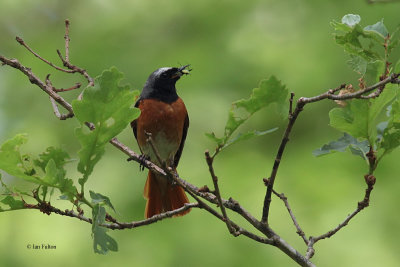 Redstart (male), Ross Wood-Loch Lomond, Clyde