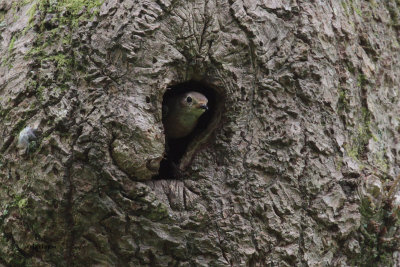 Redstart (female), Ross Wood-Loch Lomond, Clyde