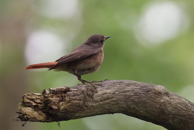 Redstart (female), Ross Wood-Loch Lomond, Clyde