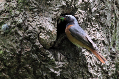 Redstart (male), Ross Wood-Loch Lomond, Clyde