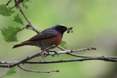 Redstart (male), Ross Wood-Loch Lomond, Clyde