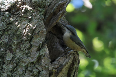 Nuthatch, Inchcailloch-Loch Lomond, Clyde