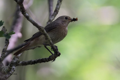 Redstart (female), Inchcailloch-Loch Lomond, Clyde