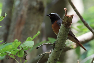 Redstart (male), Inchcailloch-Loch Lomond, Clyde
