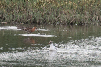 Black-tailed Godwit, RSPB Barons Haugh, Clyde