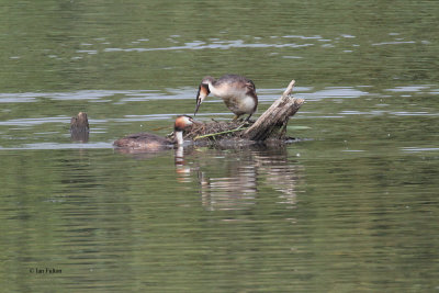 Great Crested Grebe, RSPB Barons Haugh, Clyde