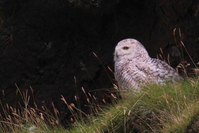Snowy Owl, Hirta-St Kilda