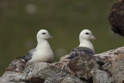 Fulmar Petrel