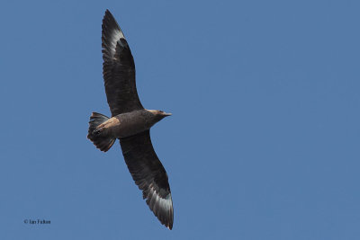 Great Skua