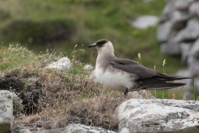 Arctic Skua