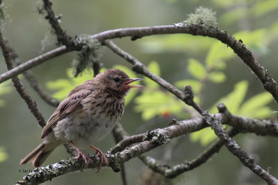 Tree Pipit (juvenile), Auchingyle Wood-Loch Lomond, Clyde