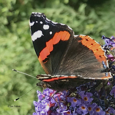 Red Admiral, Brookhouse, S Yorks
