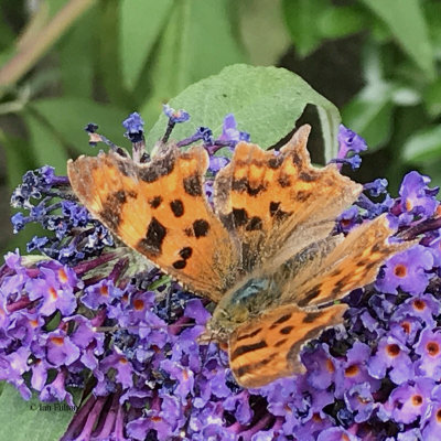 Comma, Brookhouse, S Yorks