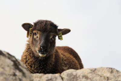 Soay sheep on the roof