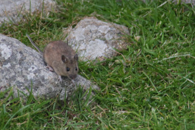 St Kilda Mouse