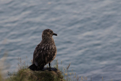 Juvenile Great Skua on the cliff edge
