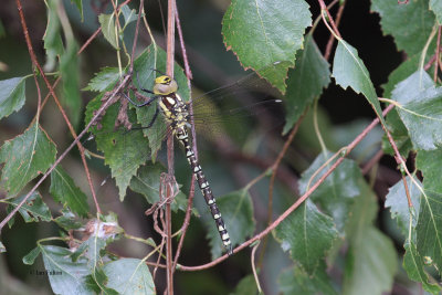 Common Hawker (female), Brookhouse, South Yorkshire