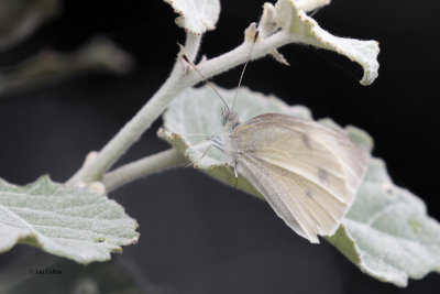 Small White, Brookhouse, South Yorkshire