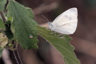 Small White, Brookhouse, South Yorkshire