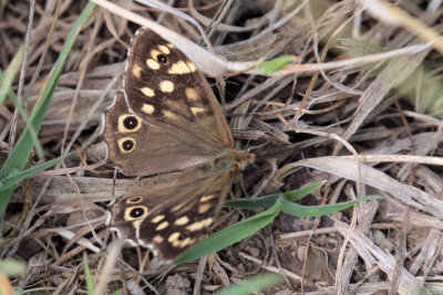Speckled Wood, Brookhouse, South Yorkshire