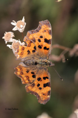 Comma, Brookhouse, South Yorkshire