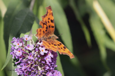 Comma, Brookhouse, South Yorkshire