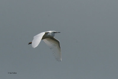 Little Egret, Ring Point-RSPB Loch Lomond, CLyde