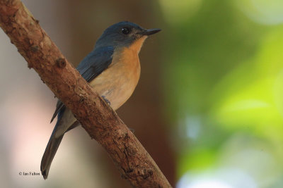 Tickell's Blue Flycatcher, Kithulgala, Sri Lanka