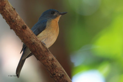 Tickell's Blue Flycatcher, Kithulgala, Sri Lanka