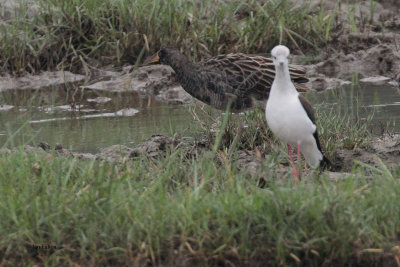 Watercock, Bundala NP, Sri Lanka