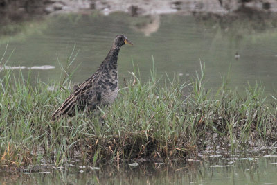 Watercock, Bundala NP, Sri Lanka