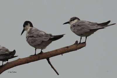 Whiskered Tern, Uda Walawe NP, Sri Lanka