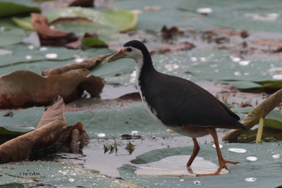 White-breasted Waterhen, Tissamaharama, Sri Lanka