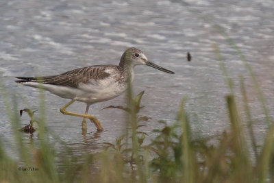 Greenshank, Endrick Water-RSPB Loch Lomond, Clyde