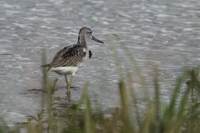 Greenshank, Endrick Water-RSPB Loch Lomond, Clyde