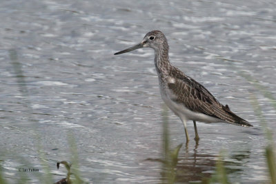 Greenshank, Endrick Water-RSPB Loch Lomond, Clyde