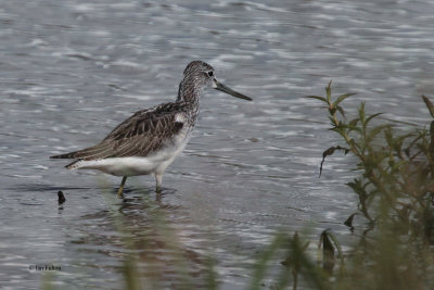 Greenshank, Endrick Water-RSPB Loch Lomond, Clyde