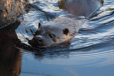 Otter, Endrick Water-RSPB Loch Lomond, Clyde
