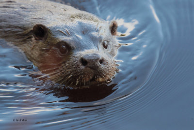 Otter, Endrick Water-RSPB Loch Lomond, Clyde