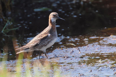 Red-necked Phalarope